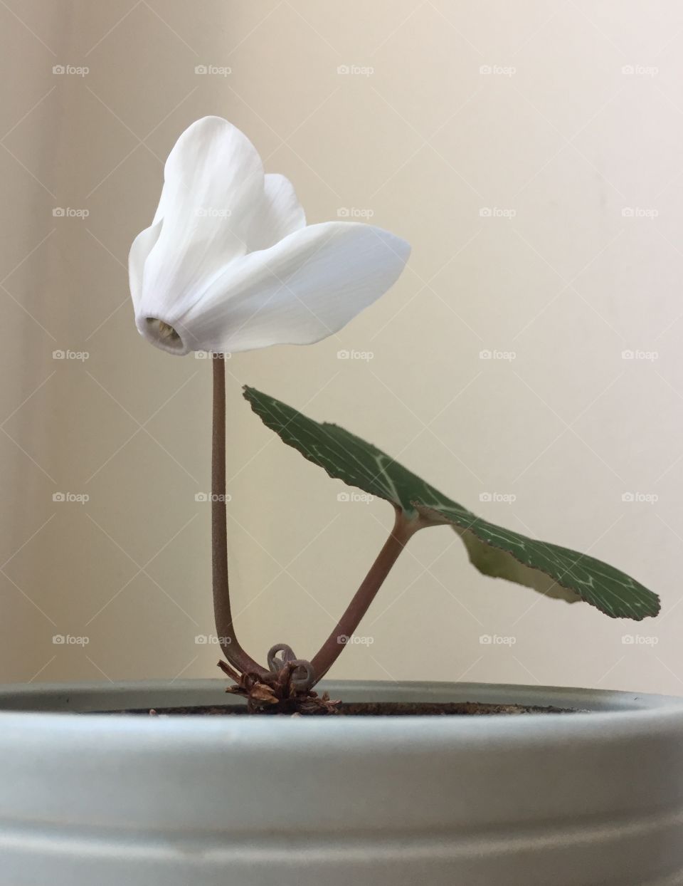 The colors of nature