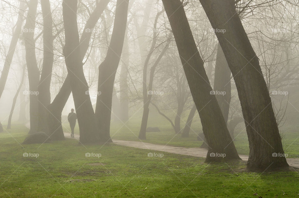 Landscape, Tree, Fog, Mist, Dawn