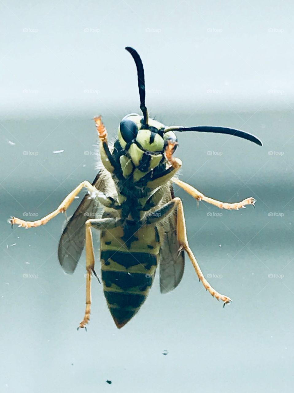 Yellow Jacket Wasp Close Up Detail