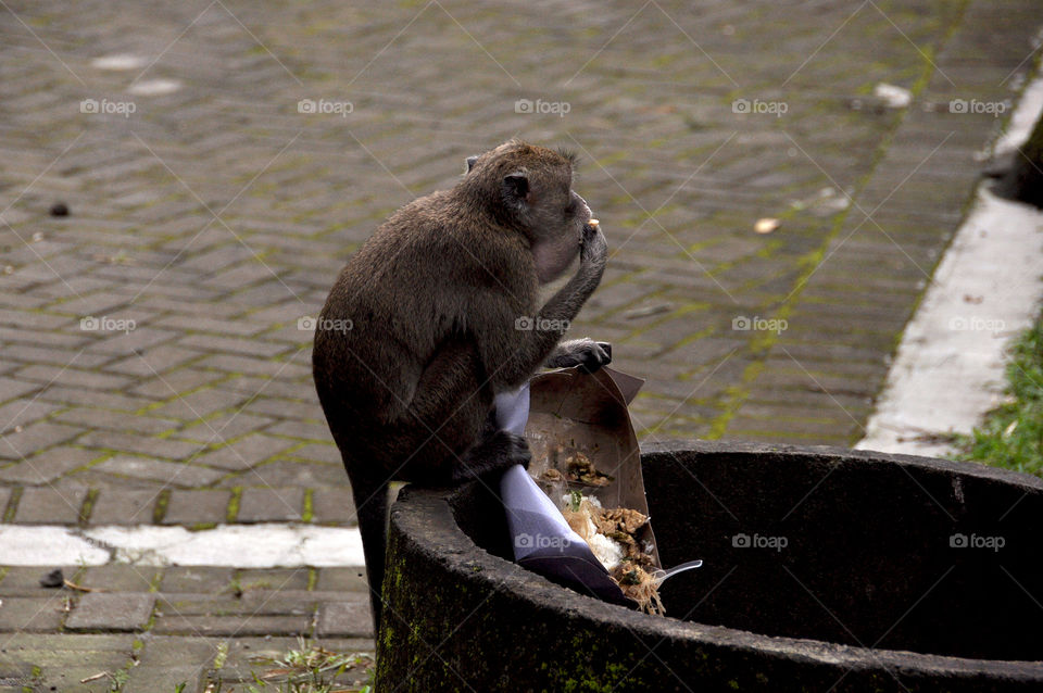 PHOTO STORY: A long-tailed ape when looking for food in a garbage can, Tuesday, December 25, 2018, in the Volcano Mountain area, Sleman, Yogyakarta. Photo: 3