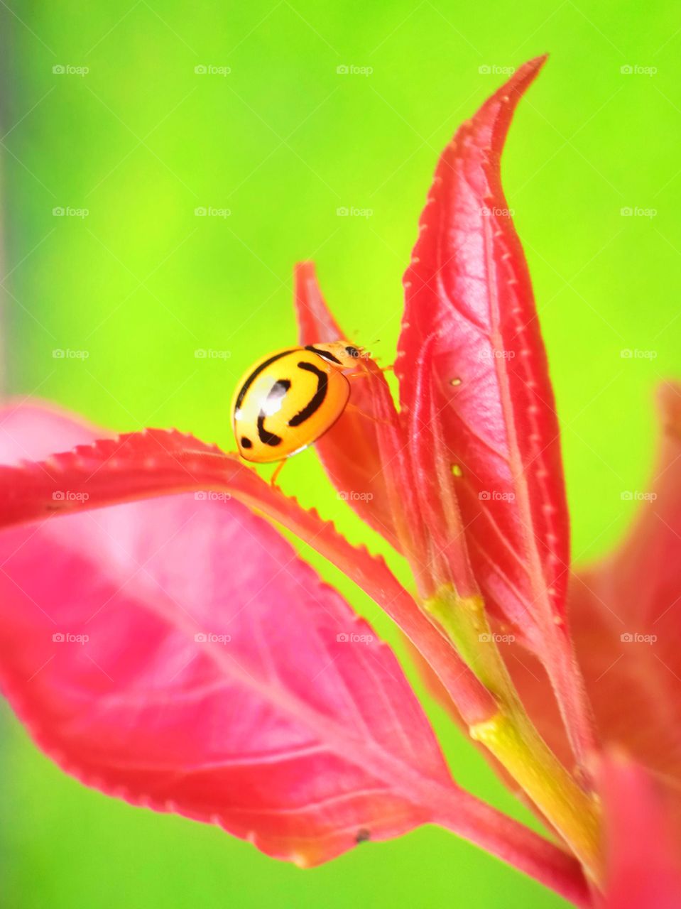 Ladybug on Red plant