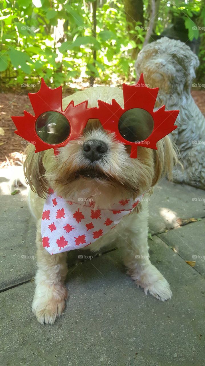 Canadian doggy