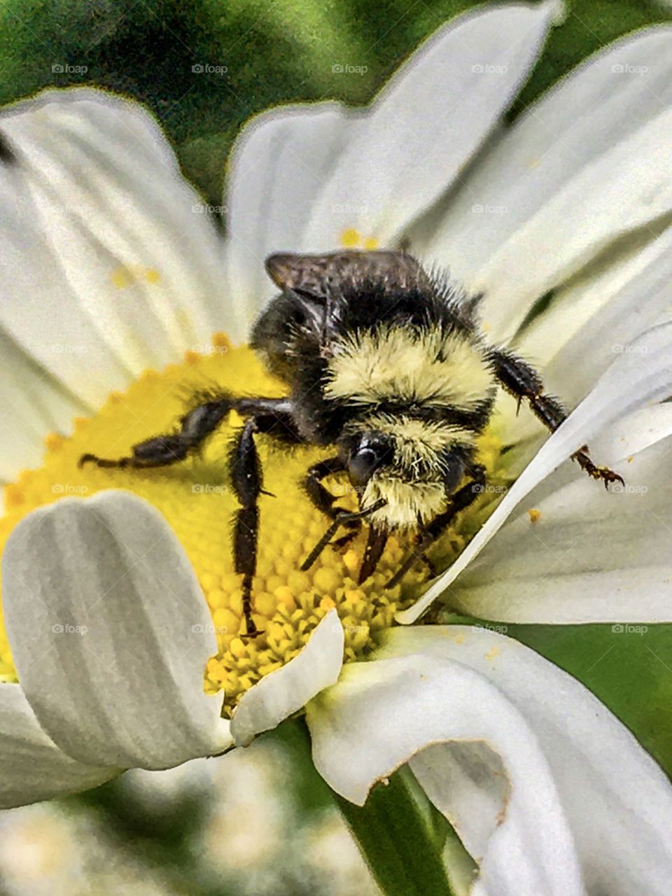 Bumble Contemplation 