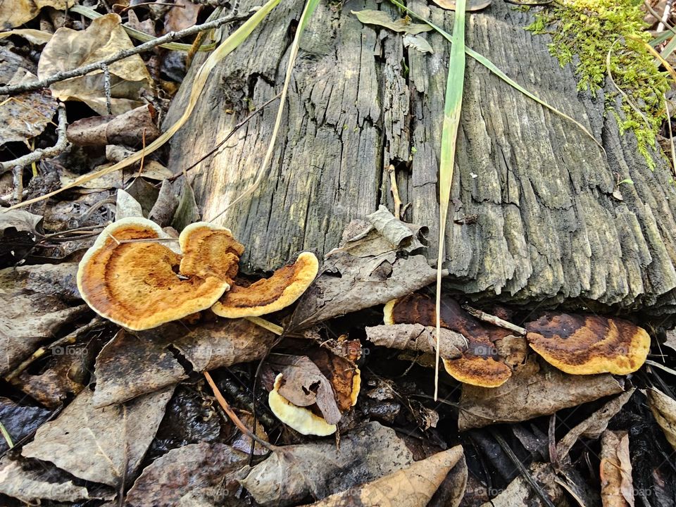 Backyard Mushrooms