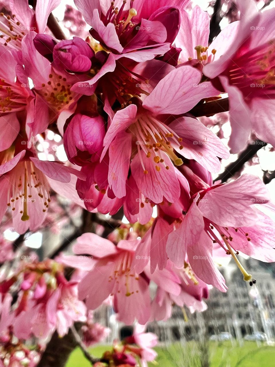 Spring is the time where pink blossom is everywhere 