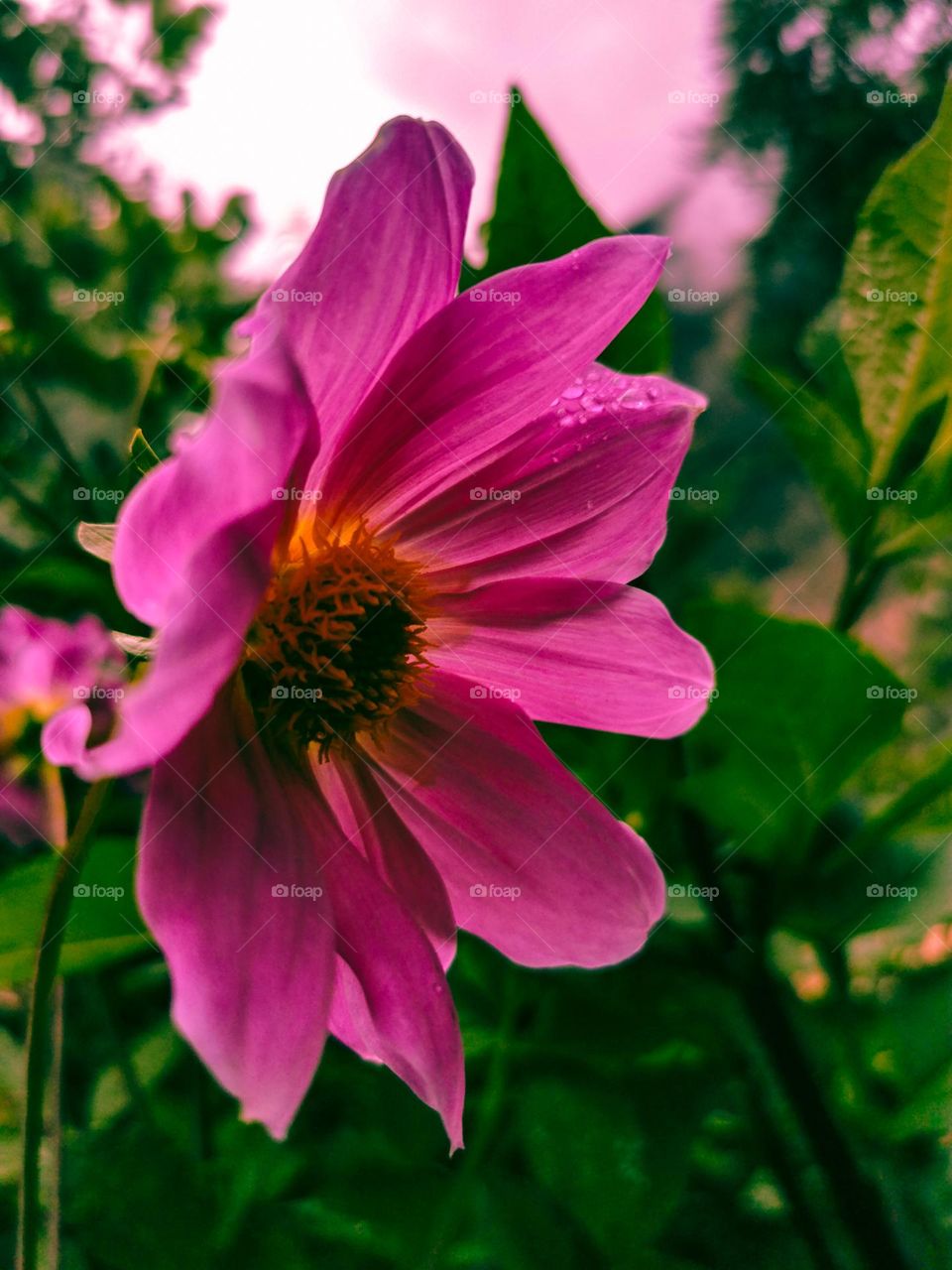 Morning miracles with the dew drops