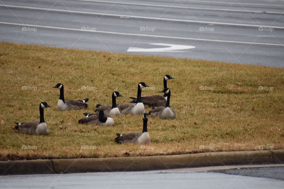 Canadian geese by the highway