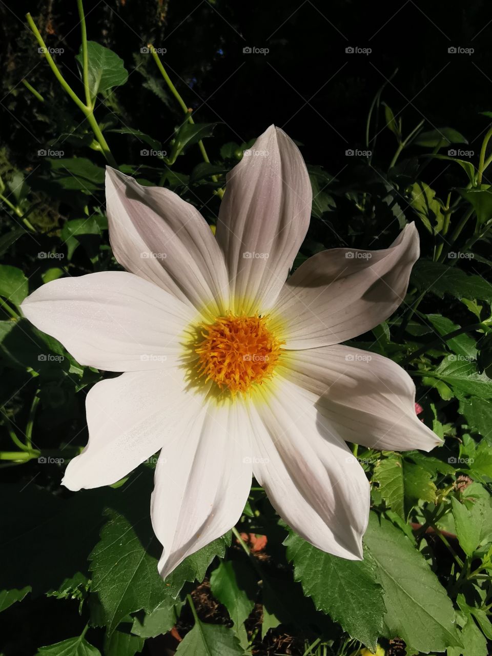 Gartenblume im Abendlicht