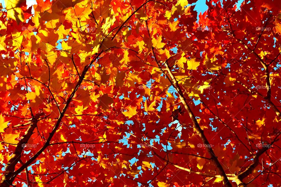 red and yellow leaves