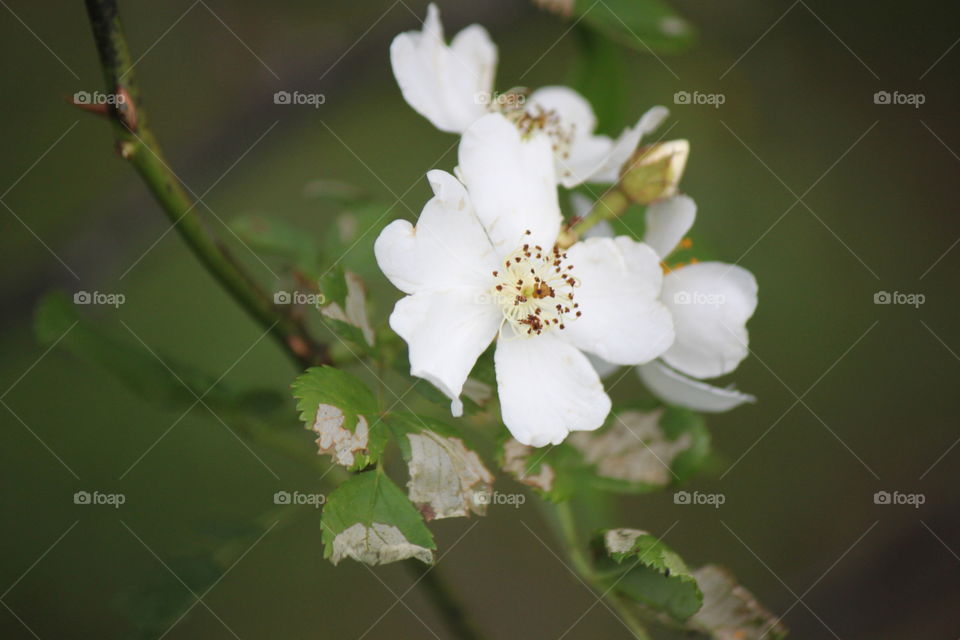 Wild rose flowers on branch