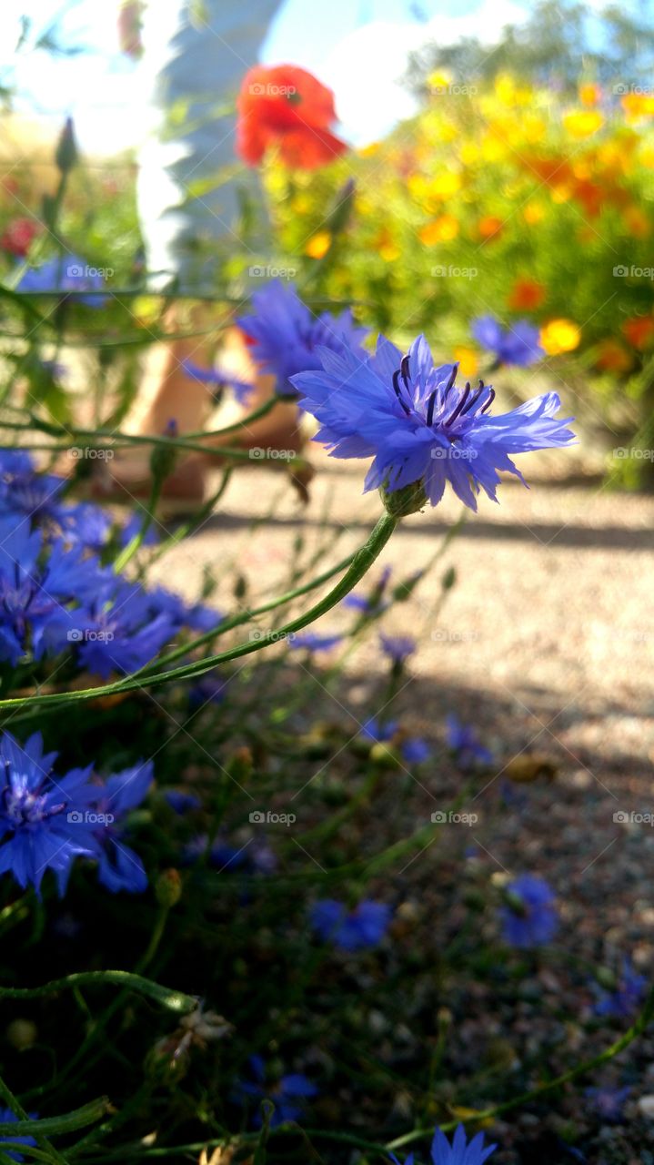 Cornflower path