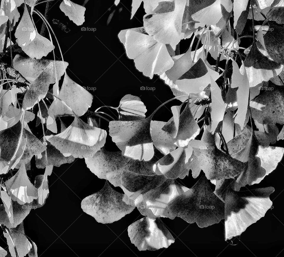 Ginkgo leaves