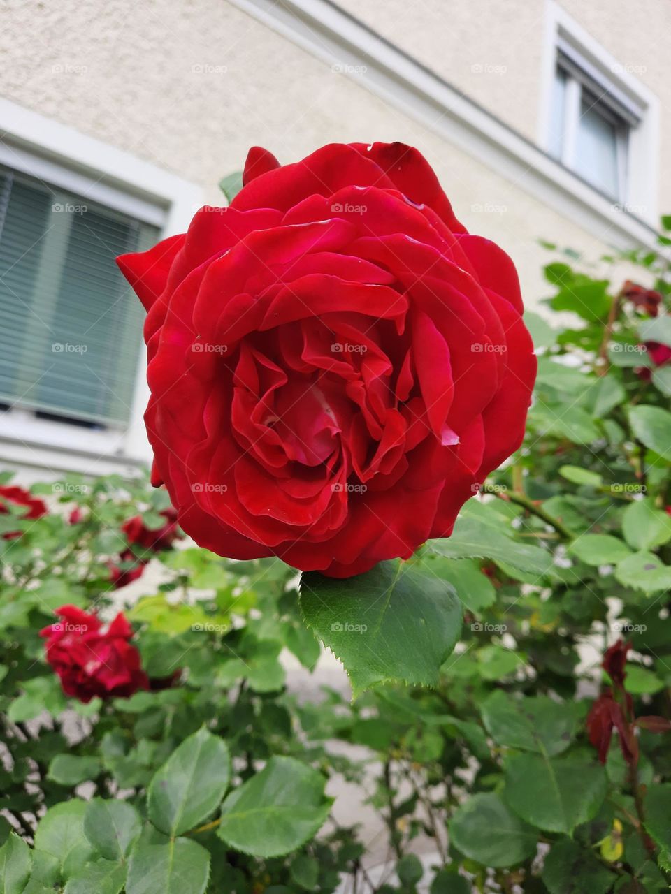 wunderschöne Rose