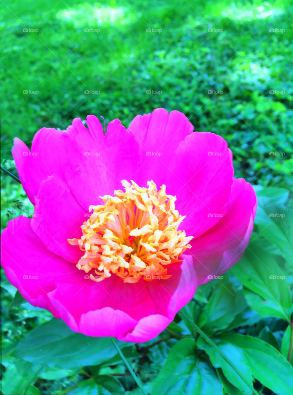 Peony 