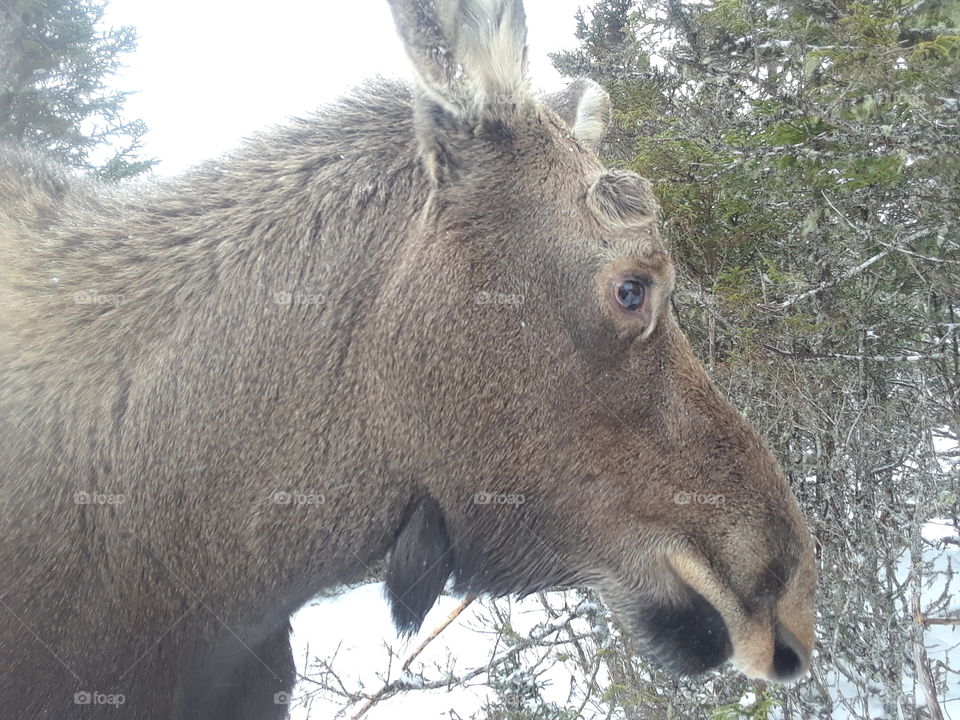 Young moose headshot