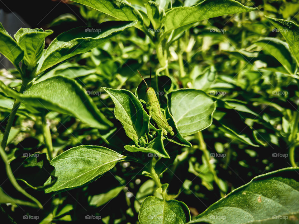 A grasshopper beeing camouflage on basil leaf for protect his self from the children who want to catch him.