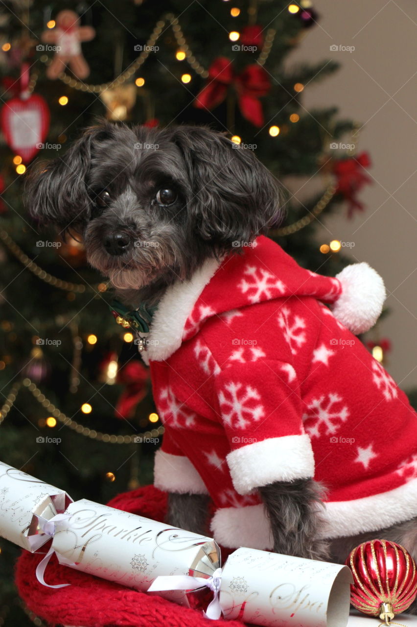 Small dog in Christmas outfit