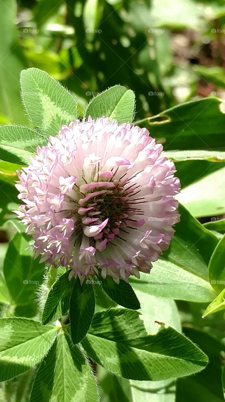 pink flower