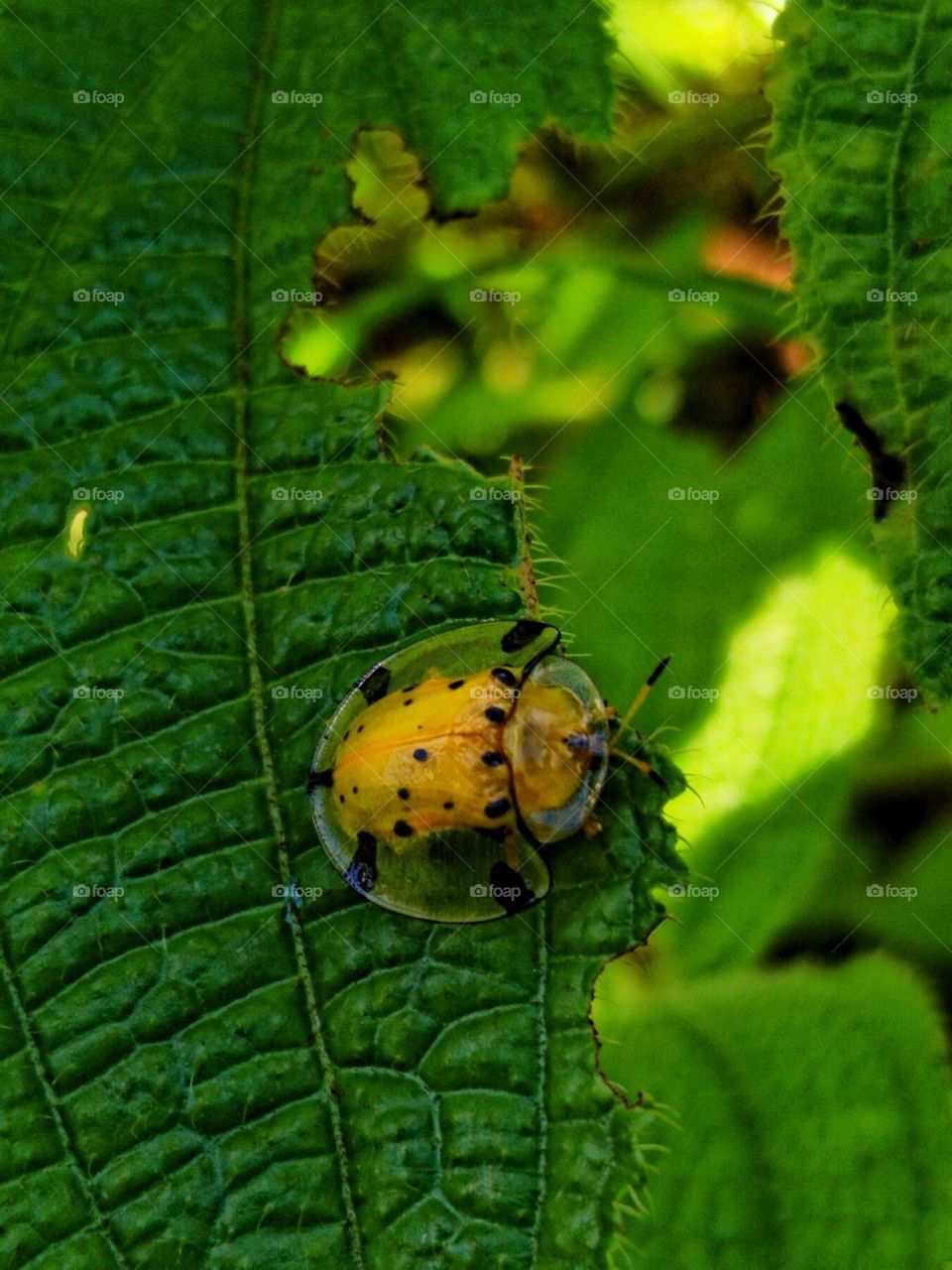 A yellow insect with transparent wings.