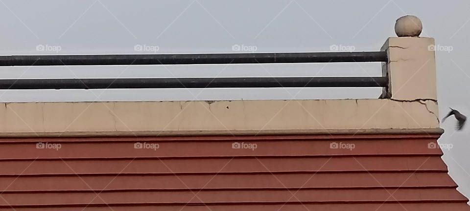 flight of dove bird while opening whing flapping up and down with deep breath