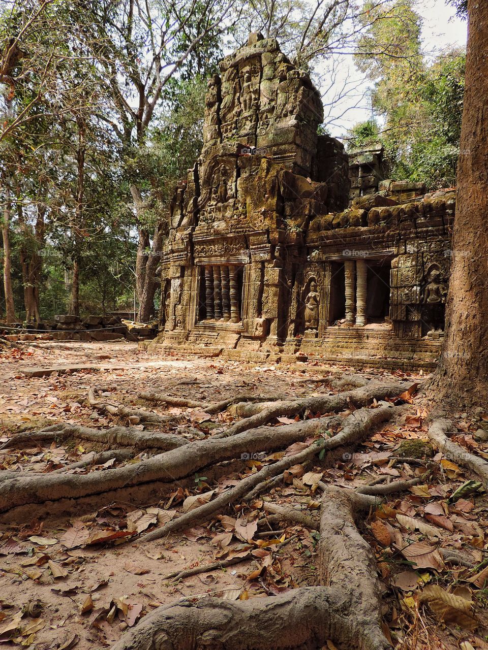The fantastic temple of Ta Prohm in Cambodia