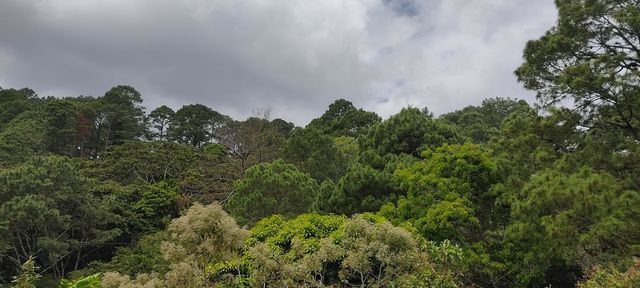 Copas de variedad de árboles 🌳