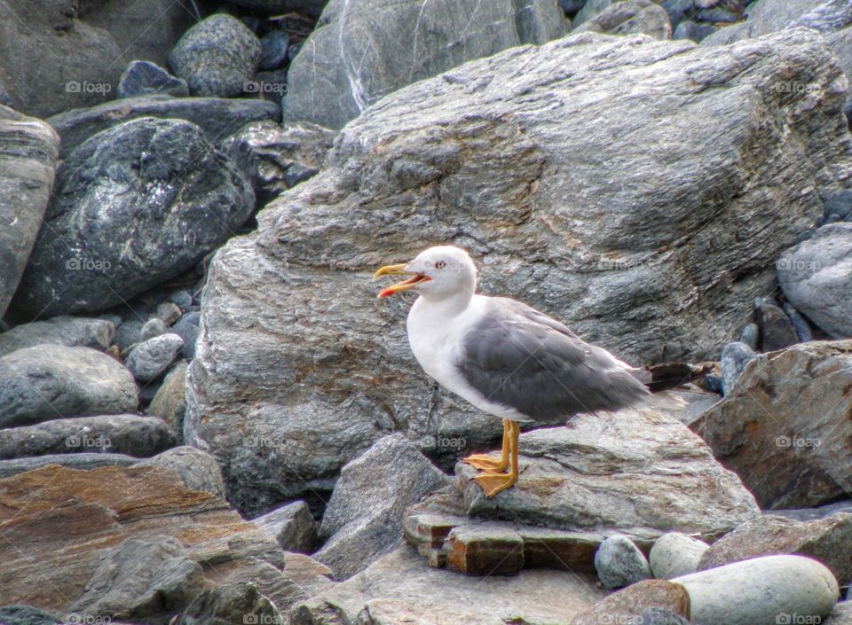 Side view of bird