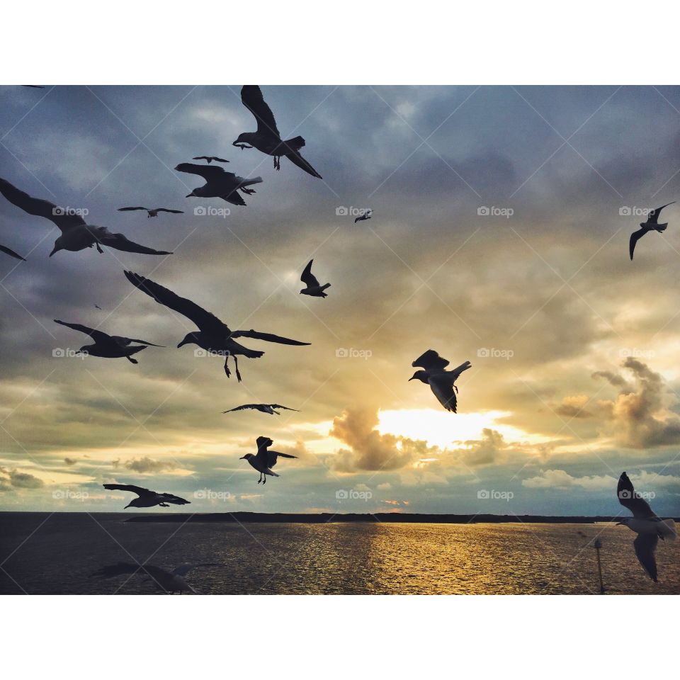 Silhoutte of flying seagulls against a beautiful sky during sunset. The birds are accompanying a ferry. 