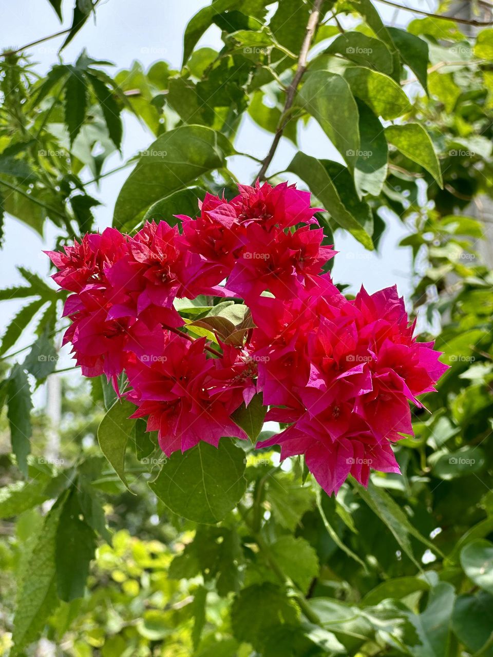 Bougainvillea Flower