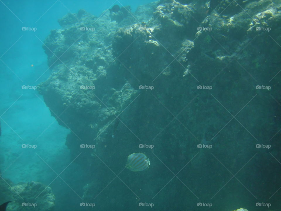 Fish and coral of Hanauma Bay. 