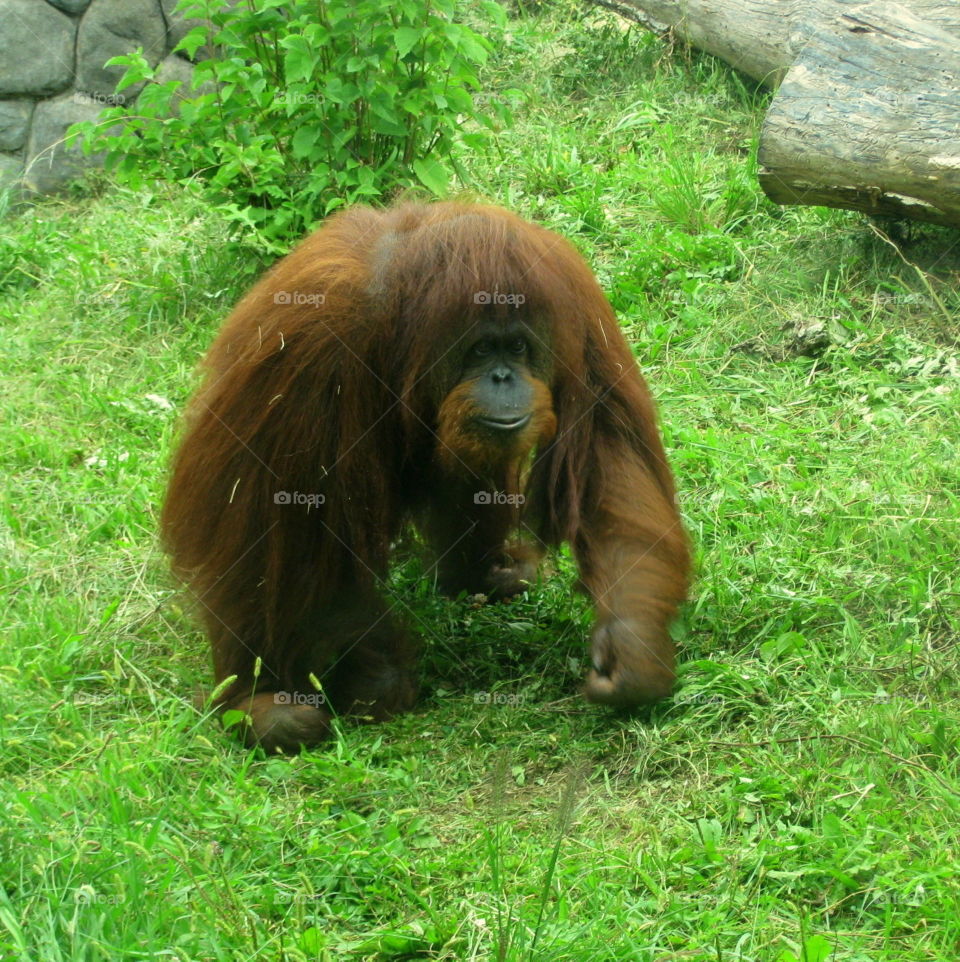This is an orangutan monkey walking through the grass on a warm sunny summer day at the Columbus Zoo in Ohio.