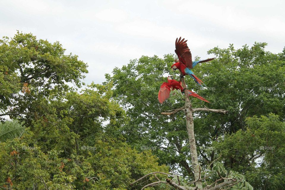 red macaw