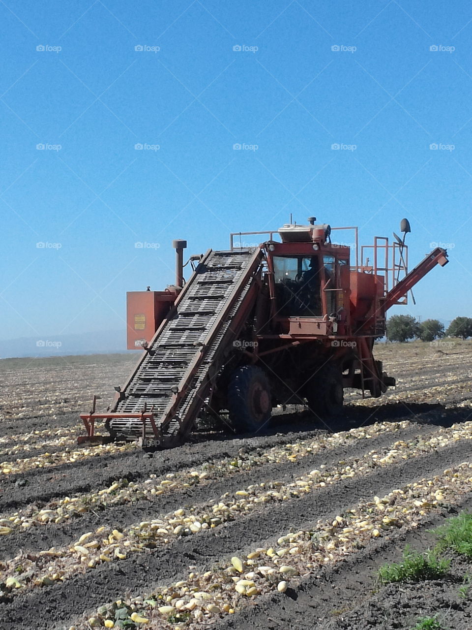 Harvesting Cucumber seed