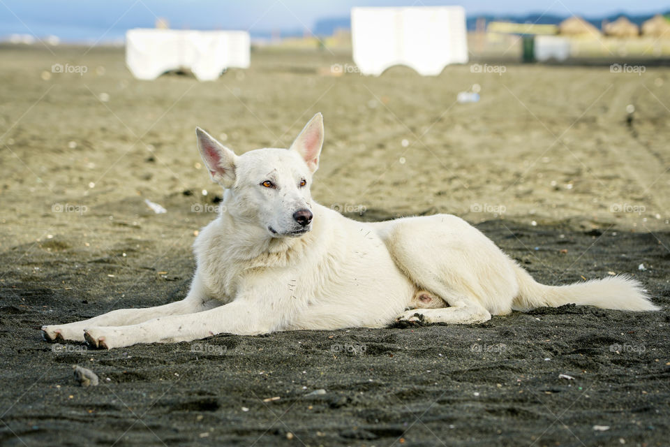 homeless white dog lays in the sand on the beach