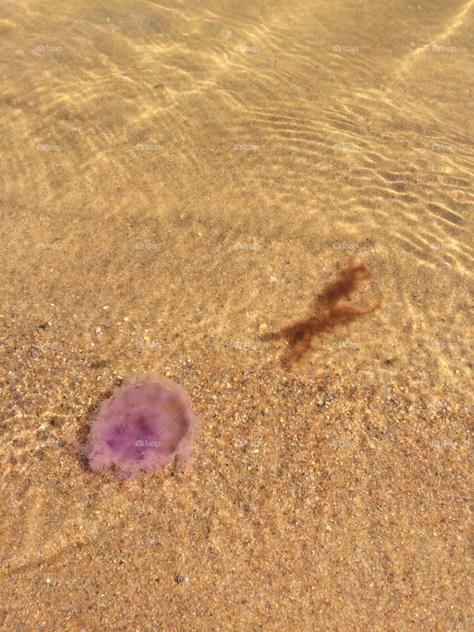 Jellyfish