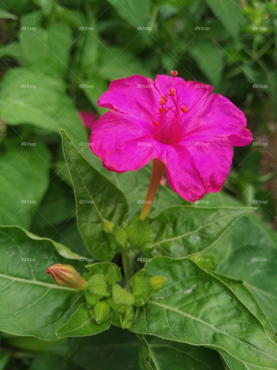pink flower seasonal fresh shurb small size looks very beautiful generally found everywhere seasonal