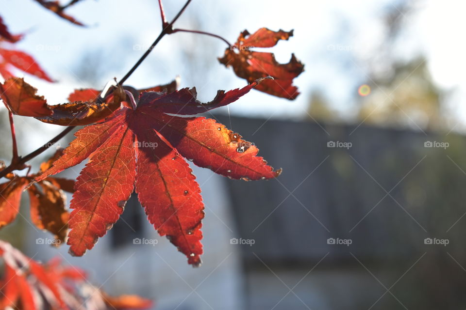 Japanese maple leaf with a building in the background.