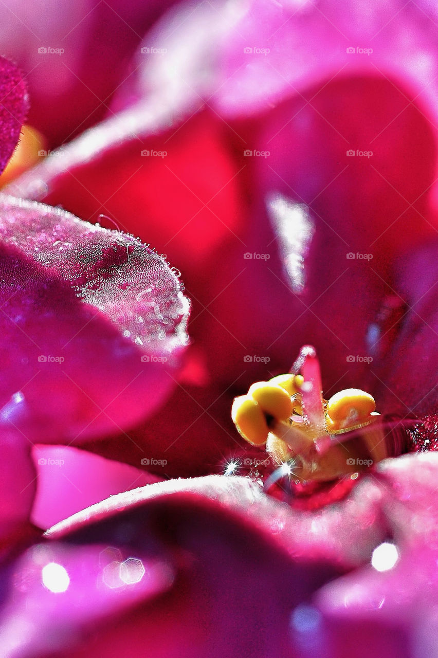 Macro flower