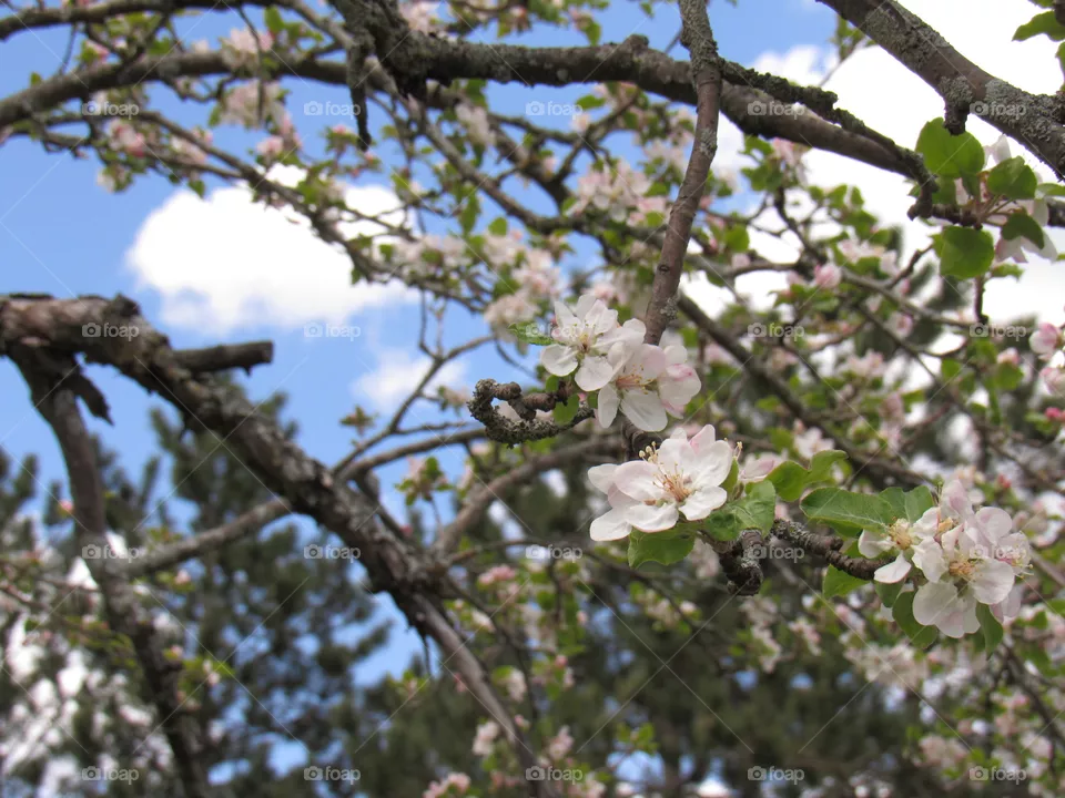 Apple blossoms 