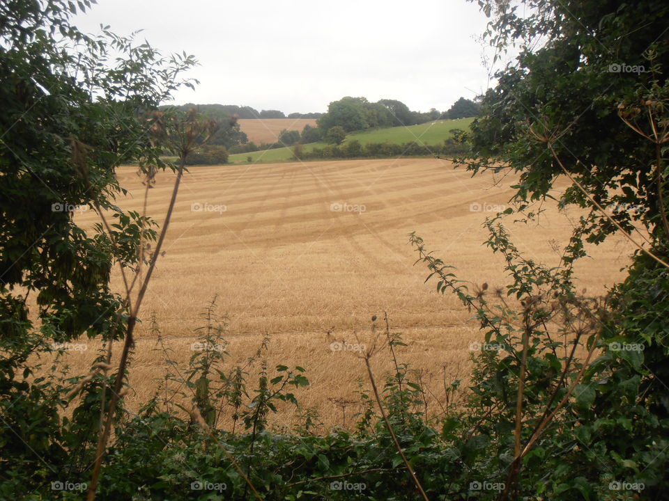 Wheat Fields