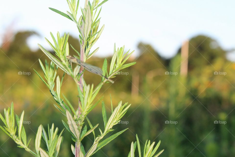 Nature, Leaf, Flora, No Person, Summer