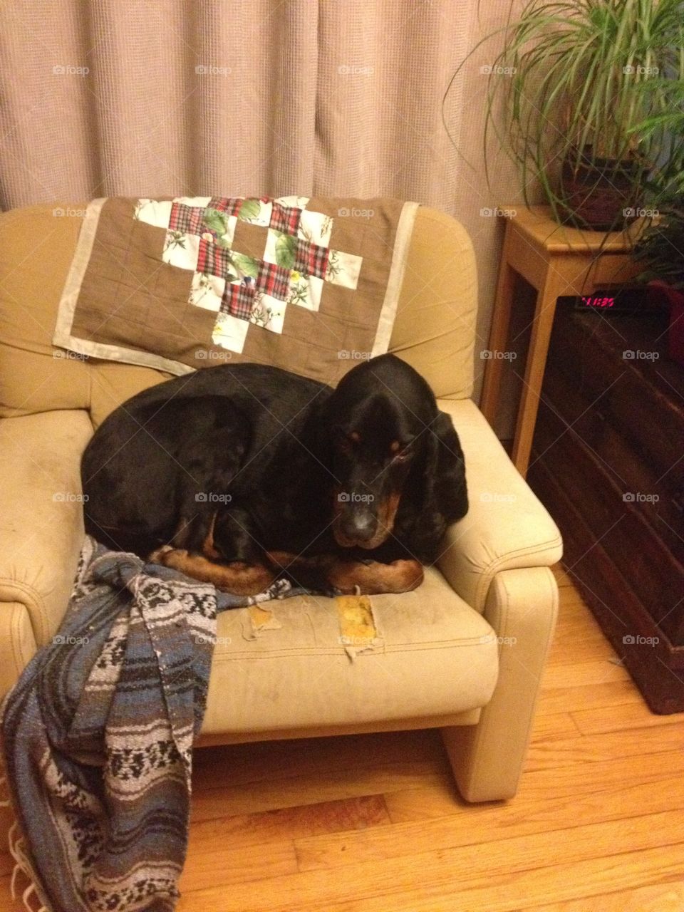Coonhound in chair