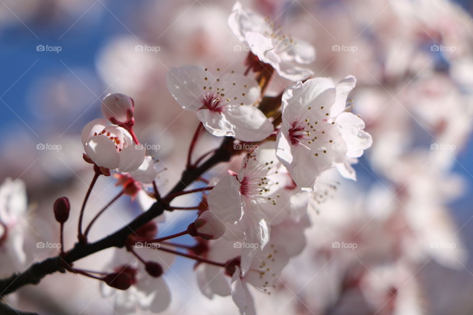 Cherry blossoms shining on the sunny but chilly morning in early spring. 