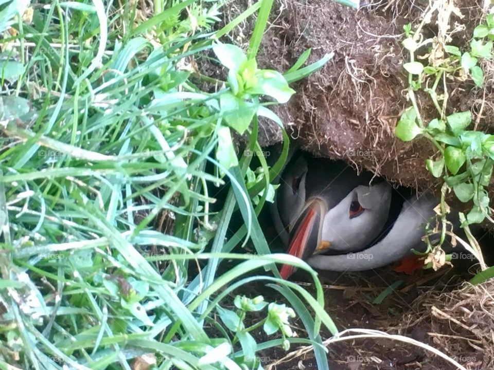 Adorable Atlantic Puffin, protecting her home while waiting for male to bring fish from the ocean :)