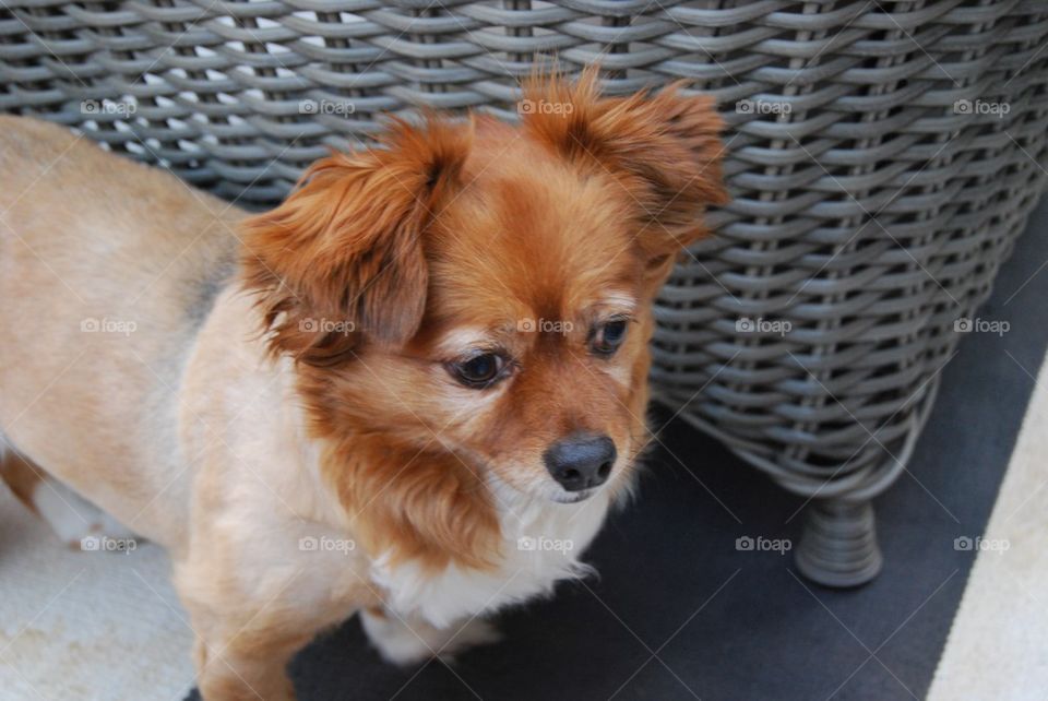 Brown puppy