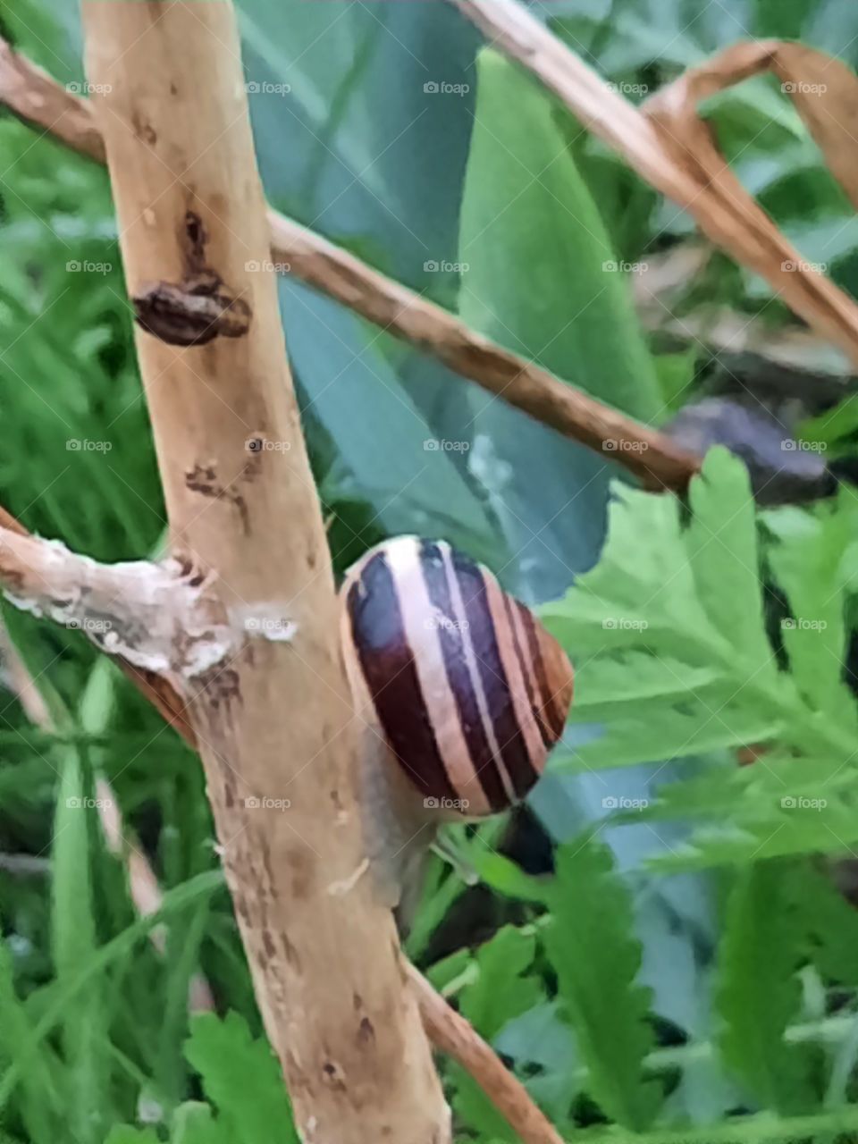 shell snail on a dead stem