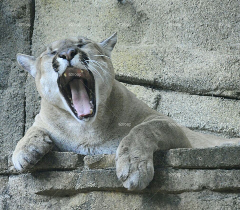 Cougar Yawn