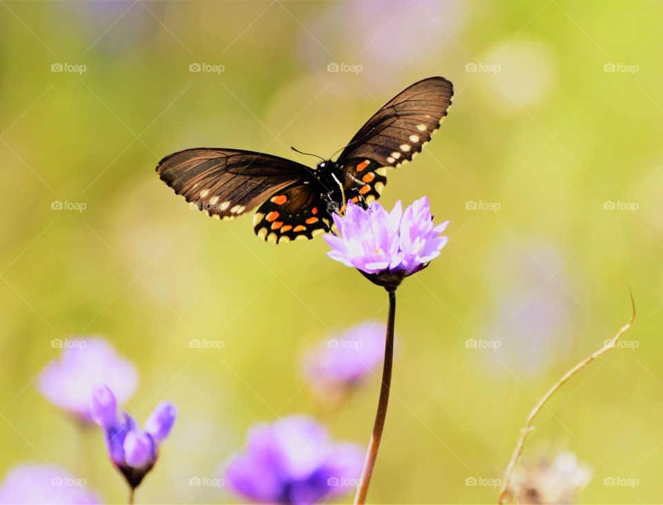 a butterfly pollinating a purple flower in an open field on a beautiful spring day