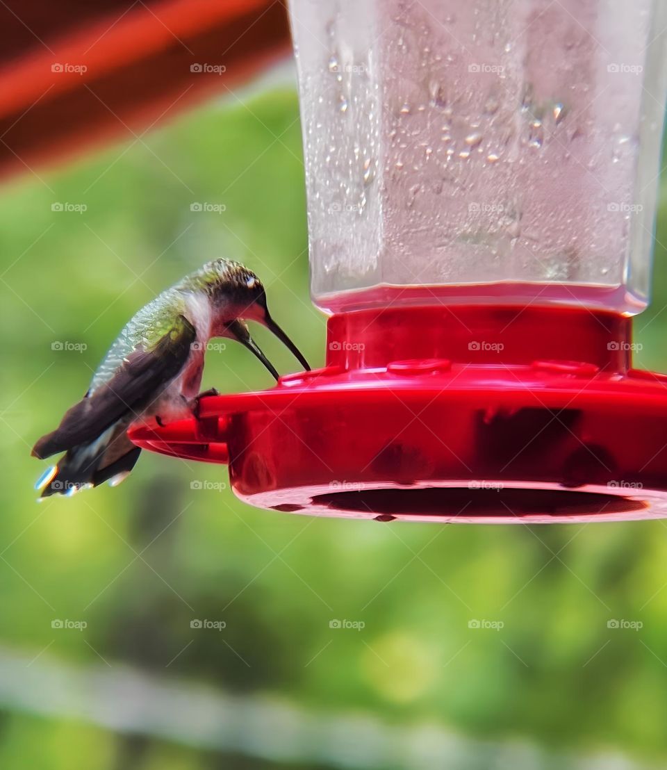 Two hummingbirds at feeding eating calmly together.