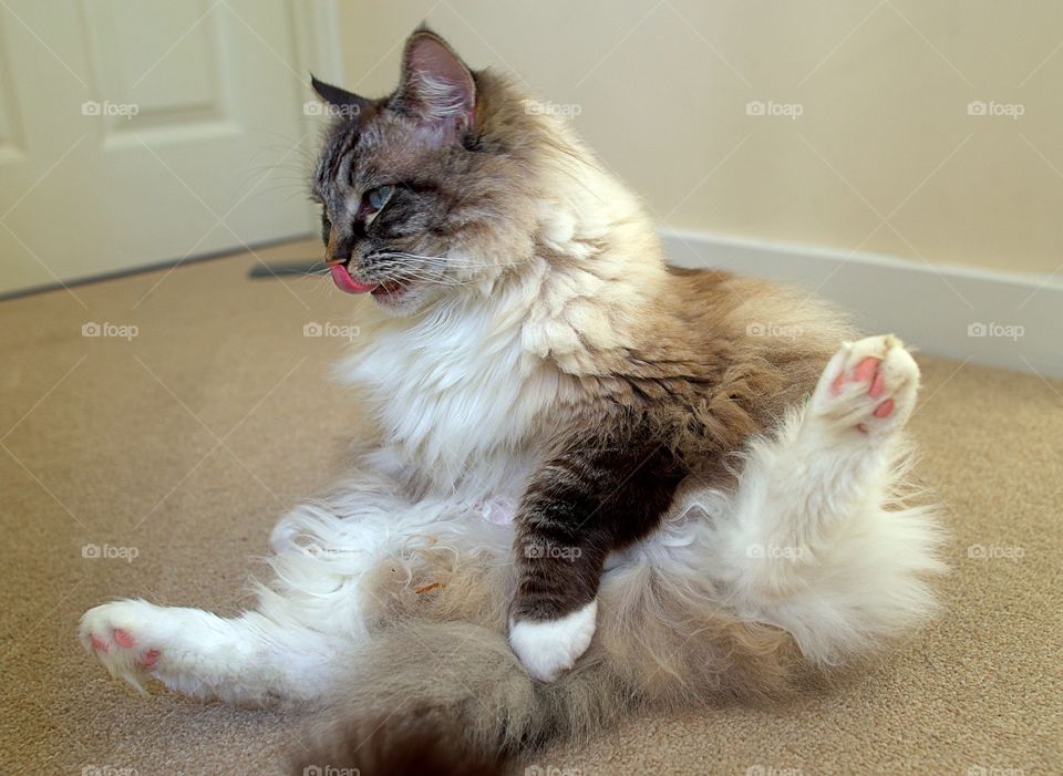 FUNNY RAGDOLL CAT GROOMING CLEANING THEIR FUR.